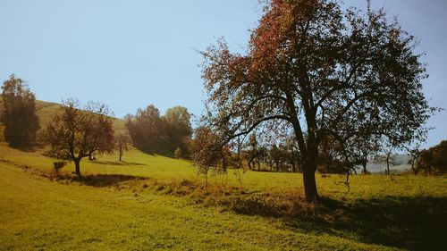 Trees on grassy field