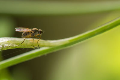 Close-up of insect on leaf