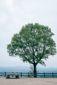 Tree by sea against sky