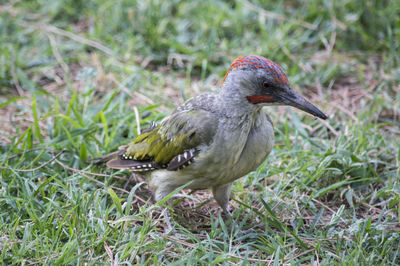 Close-up of duck on grass