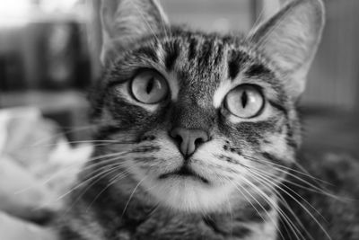 Close-up portrait of a cat