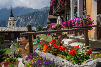 Colorful flowers blooming in yard