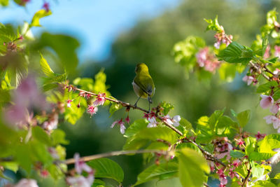 Close-up of bird perching on plant