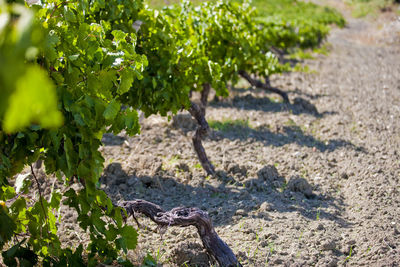 Close-up of lizard on field