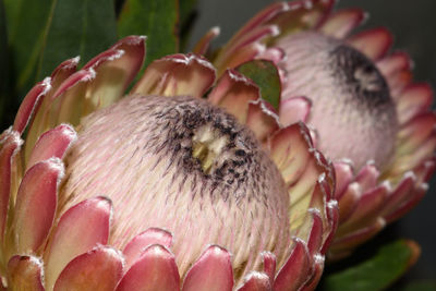 Close-up of fruit on plant