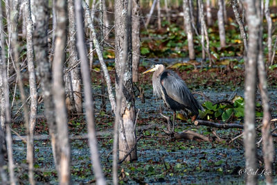 High angle view of gray heron perching on a tree