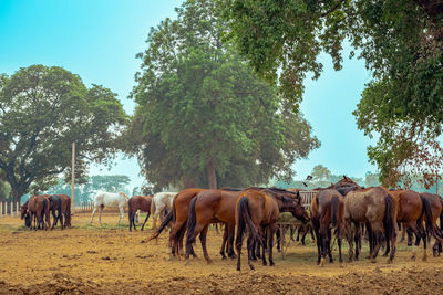 Horses on field