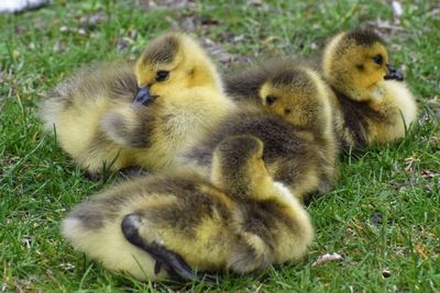 Close-up of ducklings on grass