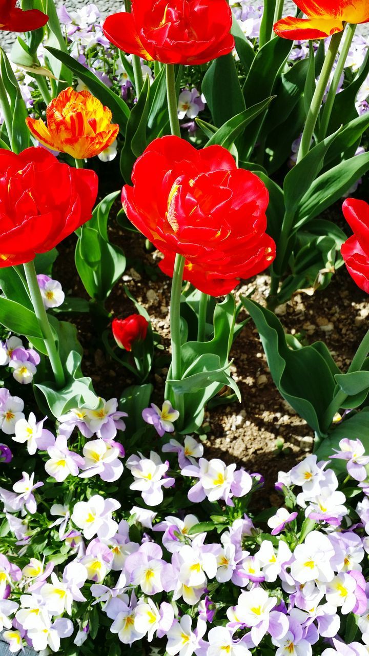 flower, petal, freshness, fragility, red, flower head, growth, beauty in nature, blooming, tulip, plant, nature, in bloom, high angle view, leaf, blossom, poppy, pollen, field, close-up