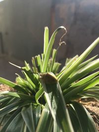 Close-up of succulent plant on field