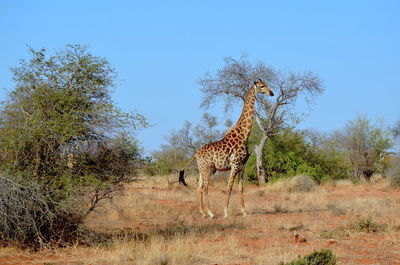 Side view of giraffe on field against clear sky