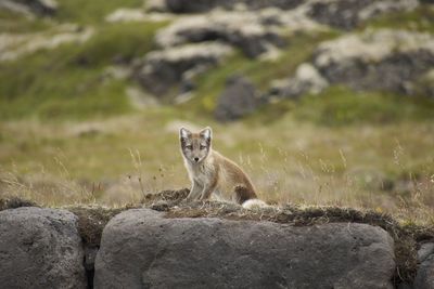 Polar fox standing on rock