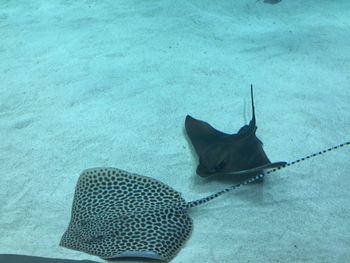 High angle view of fish swimming in sea