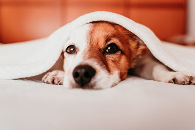 Close-up portrait of dog resting on bed at home