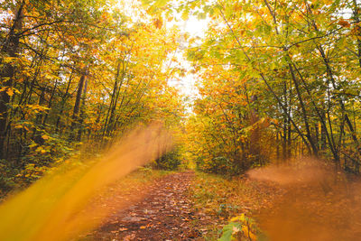 Trees in forest