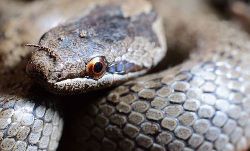 Close-up of lizard