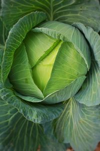 Close-up of fresh green cabbage