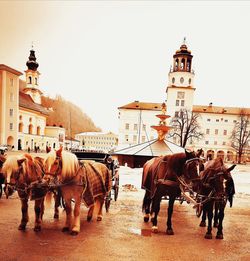 Horses standing in front of buildings against clear sky