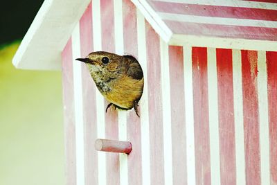 Close-up of sparrow perching on wood