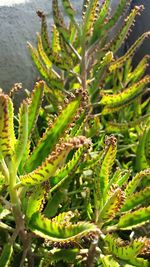 Close-up of green leaves