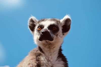 Close-up portrait of meerkat against blue sky
