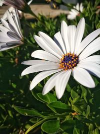 Close-up of bee on flower