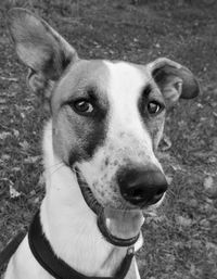 Close-up portrait of dog