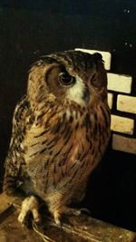 Close-up of owl perching on branch