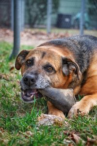 Close-up portrait of a dog on field