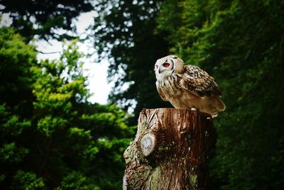 Low angle view of owl perching on tree