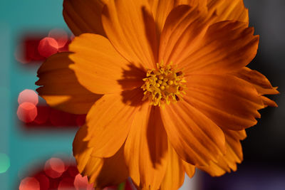 Close-up of orange flower against white background