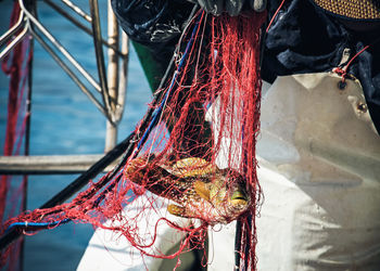 Close-up of fish in sea