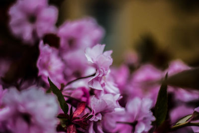 Close-up of pink flowering plant