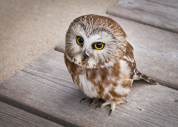 Portrait of owl sitting on wooden walkway