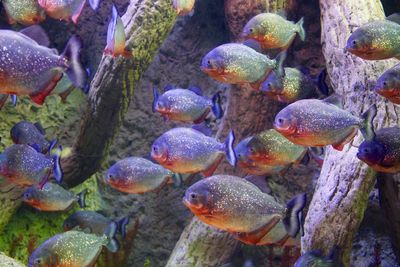 Close-up of fish swimming in aquarium