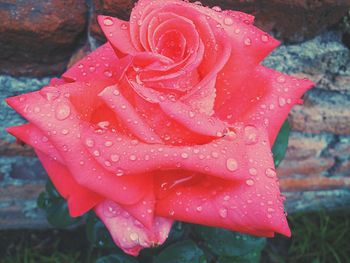 Close-up of wet rose