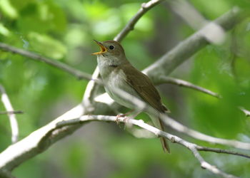 Close-up of bird perching on branch