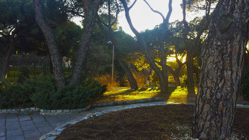 Trees in park