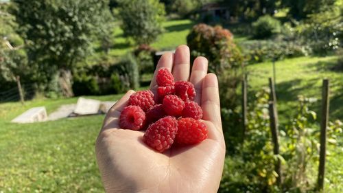 Cropped image of hand holding strawberries