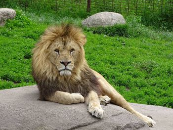 View of lion sitting on rock looking into camera