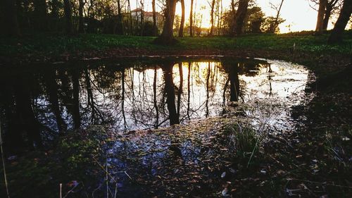 Reflection of trees in water