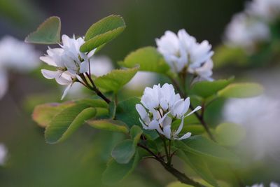 Close-up of white flowering plant