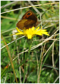Close-up of insect on flower