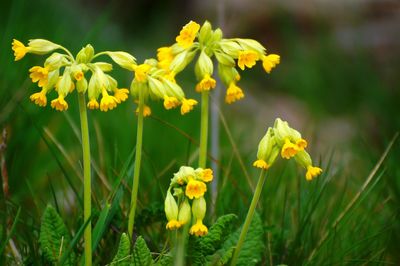Close-up of yellow flowering plant on field