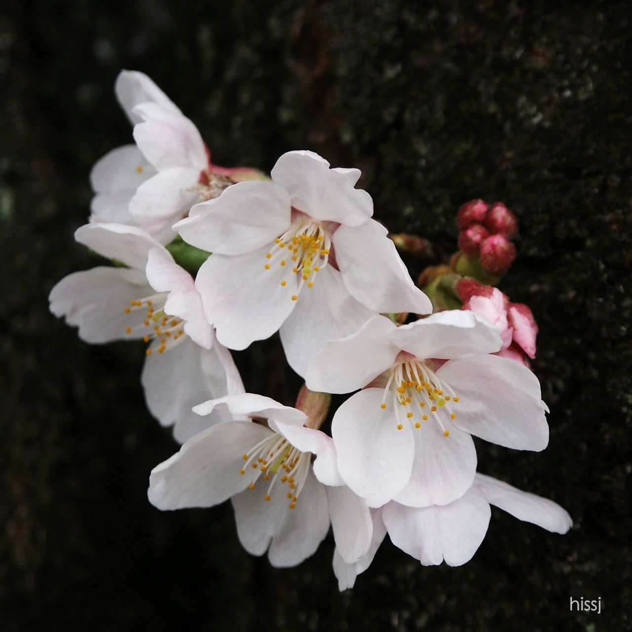 flower, freshness, petal, fragility, flower head, growth, beauty in nature, white color, close-up, nature, blooming, in bloom, focus on foreground, blossom, stamen, pollen, plant, springtime, botany, no people