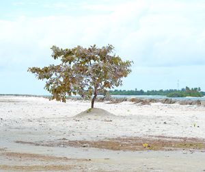 Tree by sea against sky