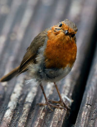 Close-up of a posing robin perching on wood deck
