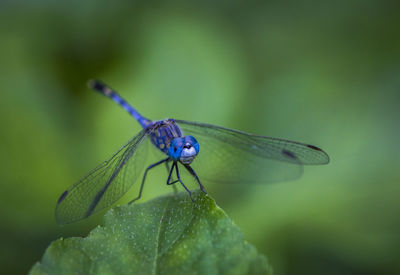 Close-up of damselfly on leaf