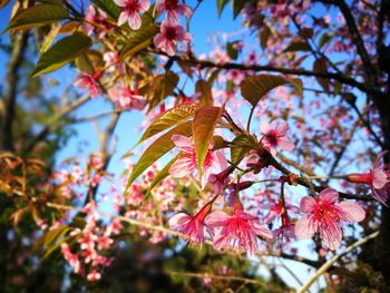 Low angle view of tree against sky during autumn