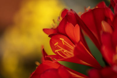 Close-up of red tulip